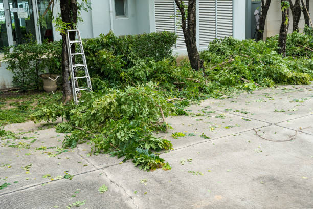 How Our Tree Care Process Works  in  Jewett City, CT